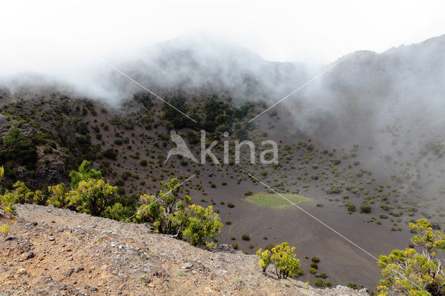 Canary Island pine (Pinus canariensis)