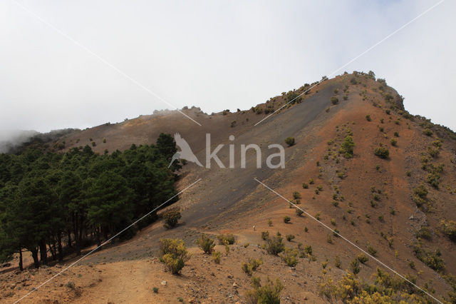 Canary Island pine (Pinus canariensis)