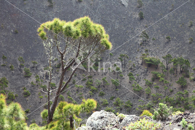 Canary Island pine (Pinus canariensis)