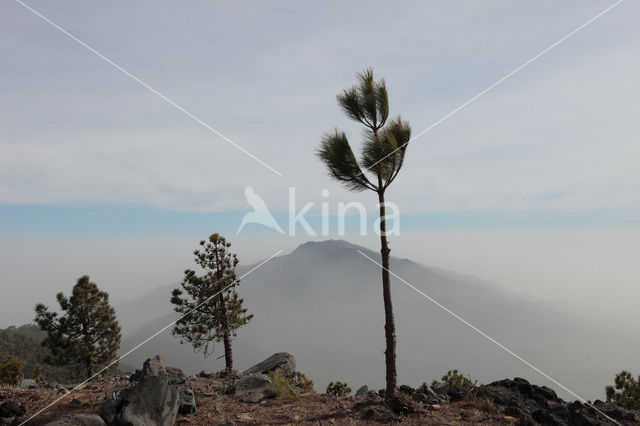 Canary Island pine (Pinus canariensis)