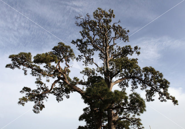 Canary Island pine (Pinus canariensis)