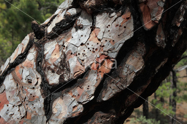 Canary Island pine (Pinus canariensis)