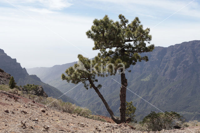 Canary Island pine (Pinus canariensis)