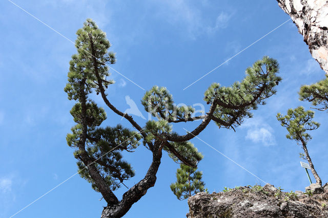 Canary Island pine (Pinus canariensis)