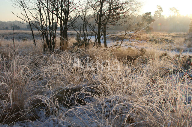 Purple Moor-grass (Molinia caerulea)