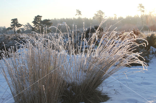 Purple Moor-grass (Molinia caerulea)