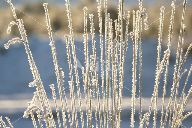 Pijpestrootje (Molinia caerulea)