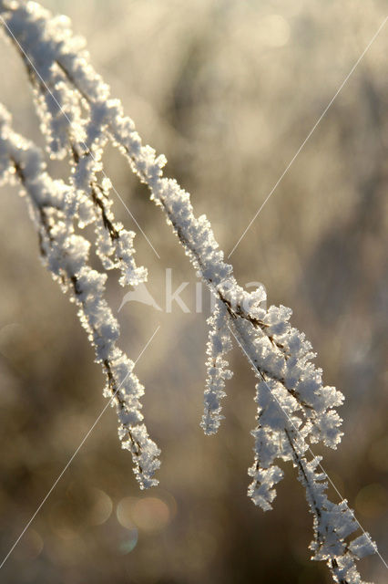 Pijpestrootje (Molinia caerulea)