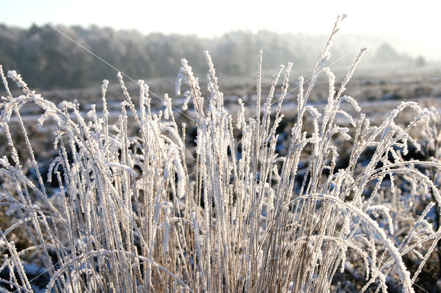 Pijpestrootje (Molinia caerulea)