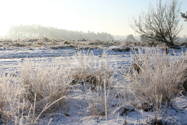 Purple Moor-grass (Molinia caerulea)