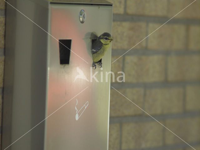 Pimpelmees (Parus caeruleus)