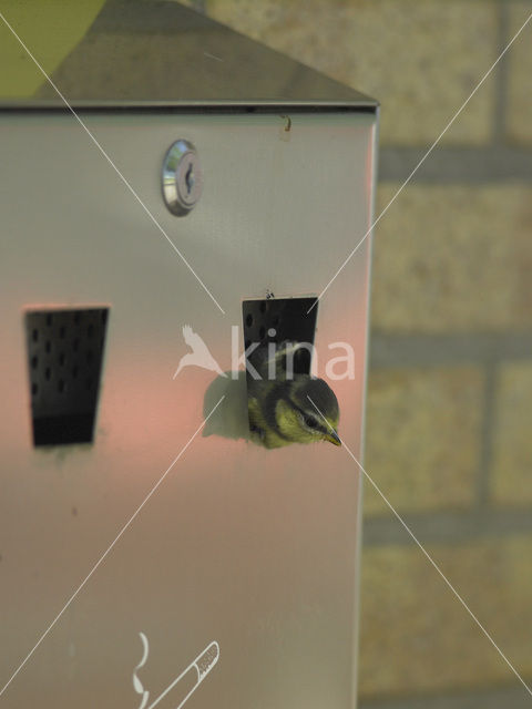 Blue Tit (Parus caeruleus)