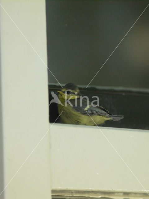 Pimpelmees (Parus caeruleus)