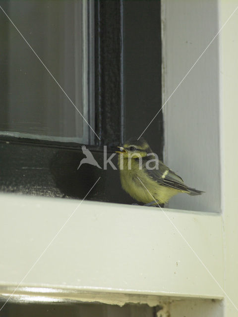 Pimpelmees (Parus caeruleus)