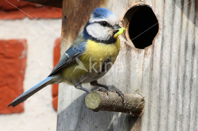 Pimpelmees (Parus caeruleus)