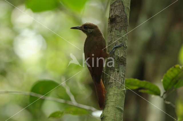 Plain-brown Woodcreeper (Dendrocincla fuliginosa)