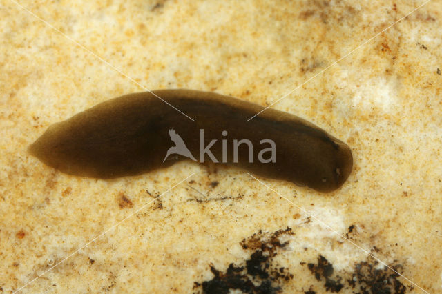 Platworm (Planthelminthes sp)