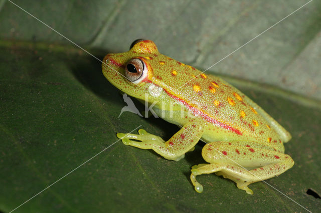 Polkadot Treefrog (Hyla punctata)