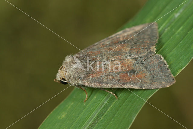 Populierenuil (Parastichtis suspecta)