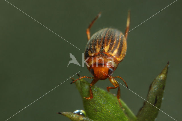 Porhydrus lineatus