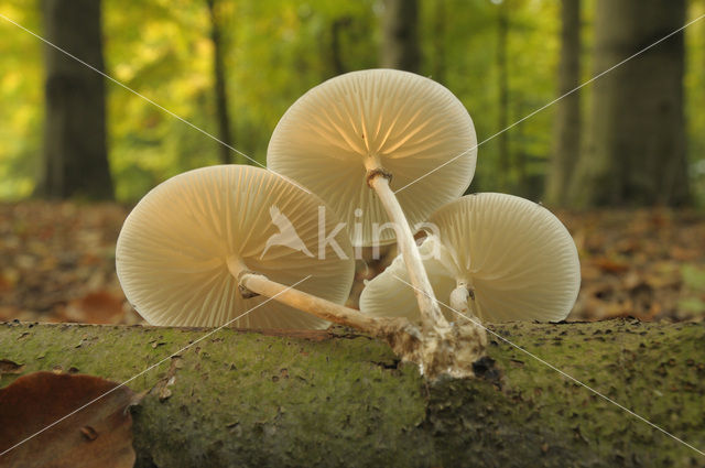 Porcelain fungus (Oudemansiella mucida)