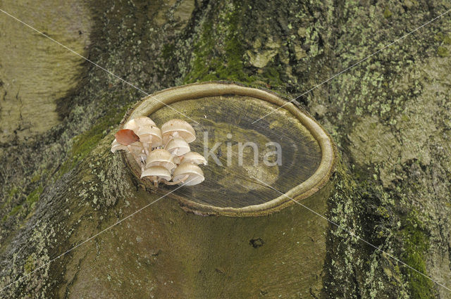 Porcelain fungus (Oudemansiella mucida)