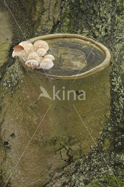 Porcelain fungus (Oudemansiella mucida)