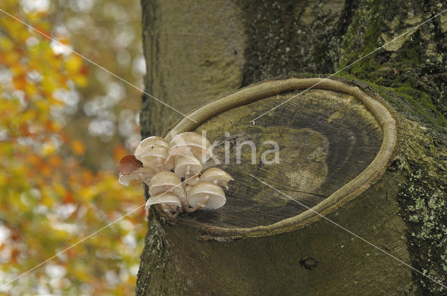 Porcelain fungus (Oudemansiella mucida)