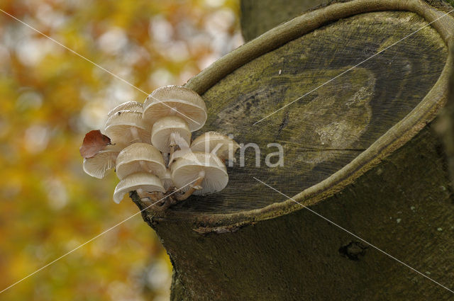Porcelain fungus (Oudemansiella mucida)