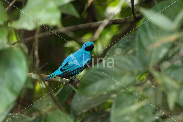 Pruimkeelcotinga (Cotinga maynana)