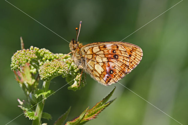 Lesser Marbled Fritillary (Brenthis ino)