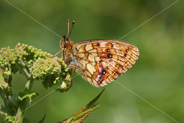 Lesser Marbled Fritillary (Brenthis ino)