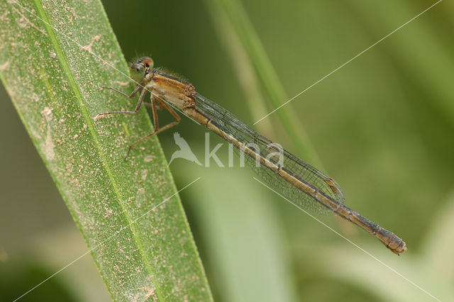 Rambur's Forktail (Ischnura sp.n.)