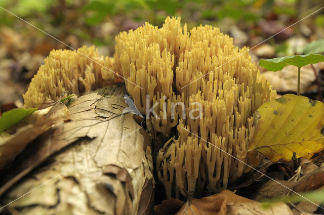 Upright coral (Ramaria stricta)