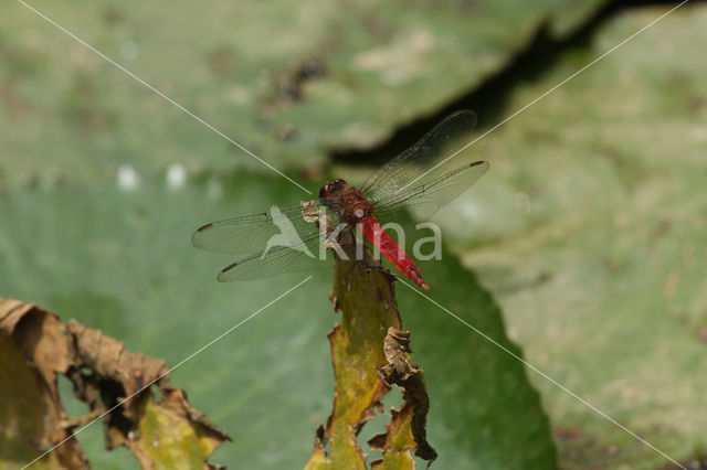 Red-tailed Pennant (Brachymesia furcata)