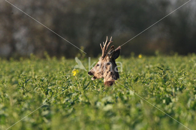 Ree (Capreolus capreolus)