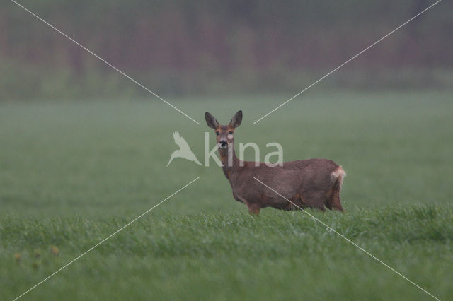 Roe Deer (Capreolus capreolus)
