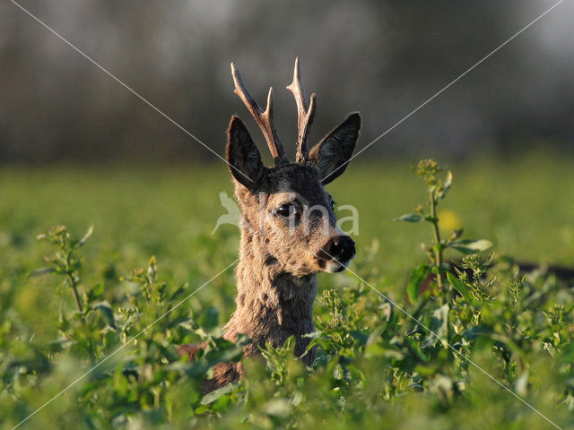 Roe Deer (Capreolus capreolus)