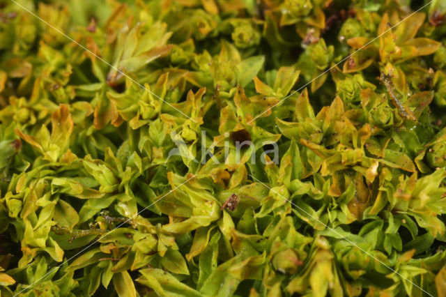 Bent-leaved Beard-moss (Leptodontium flexifolium)