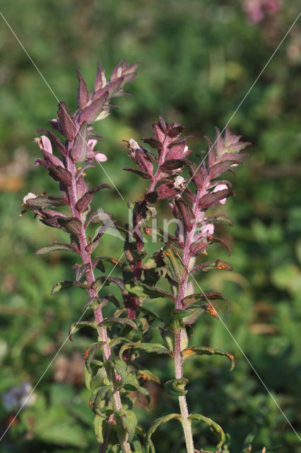 Rode ogentroost (Odontites vernus ssp. serotinus)