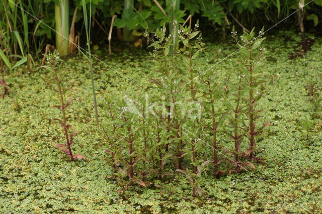 Pink Waterspeedwell (Veronica catenata)
