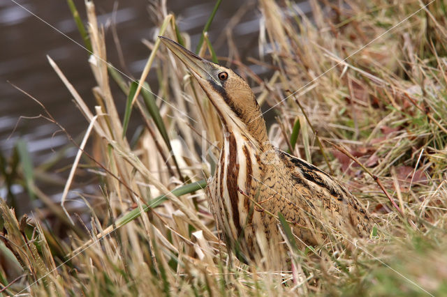 Bittern (Botaurus stellaris)