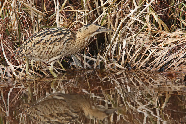 Bittern (Botaurus stellaris)