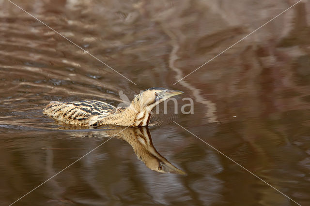 Bittern (Botaurus stellaris)