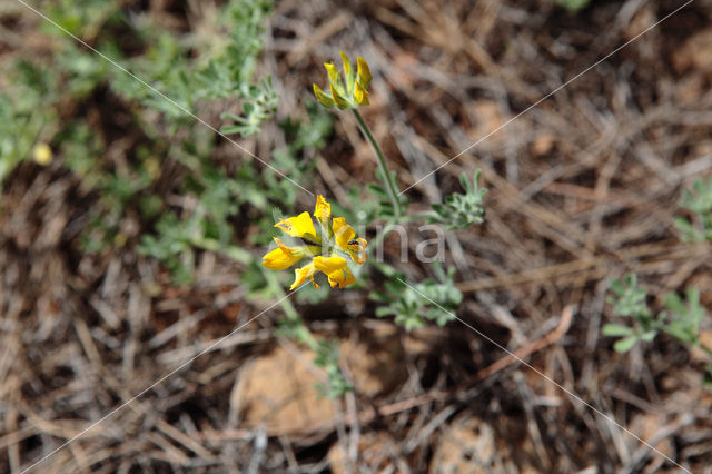 Birdsfoot-trefoil (Lotus spec)