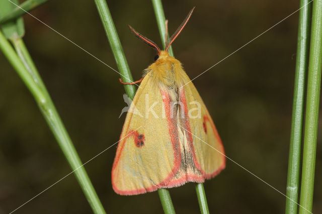 Roodbandbeer (Diacrisia sannio)