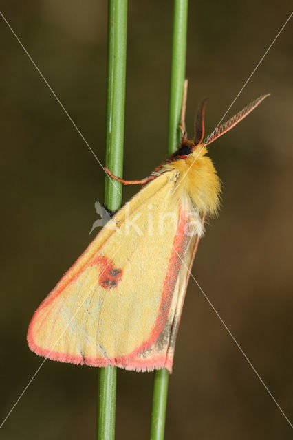 Roodbandbeer (Diacrisia sannio)