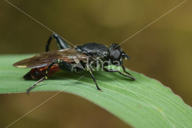 Roodpuntbladloper (Chalcosyrphus piger)