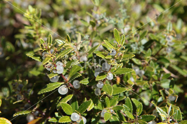 Rubia fruticosa