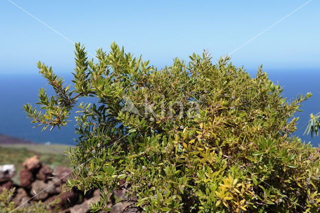 Rubia fruticosa